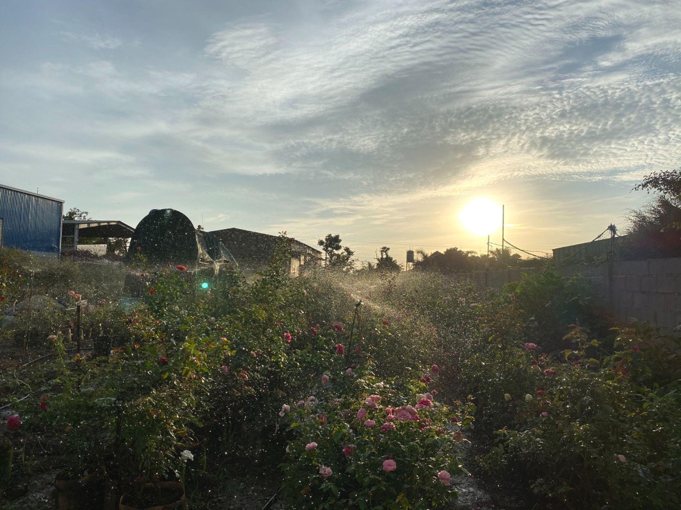 9X Đắk Lắk đánh liều bán ô tô, vay tiền thuê đất, làm vườn hồng 10.000 gốc - 13