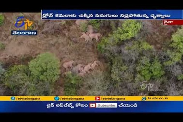 15 chú voi đi "phượt" 500 km