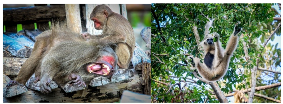 Một ngày vào vai nhà động vật học giữa thiên đường hoang dã Vinpearl Safari - 1 Một ngày vào vai nhà động vật học giữa thiên đường hoang dã Vinpearl Safari - 1