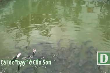 Đàn cá lóc biết “nhảy múa” trên mặt nước ở Cần Thơ, thu về 70 triệu mỗi tháng