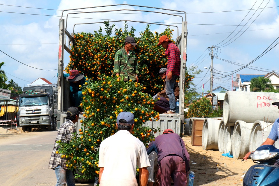 “Thủ phủ” quất cảnh Hội An rộn ràng xuống phố - 8 “Thủ phủ” quất cảnh Hội An rộn ràng xuống phố - 8