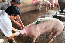 Kiểm tra lò giết mổ heo nơi cung cấp thịt cho các cửa hàng C.P. ở Sóc Trăng