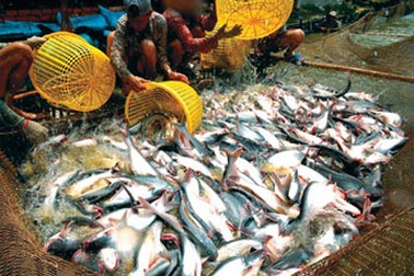 Mỹ giữ nguyên biên độ bán phá giá cá da trơn Việt Nam