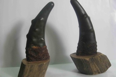 Sừng tê giác rởm giá trăm triệu và cú lừa ngoạn mục