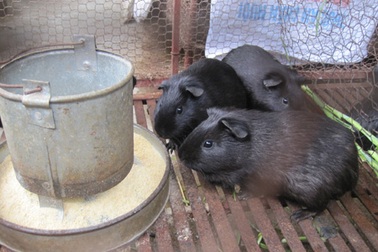 Chồn nhung đen - lời đồn và sự thật