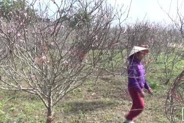 Trồng đào – “vừa làm vừa chơi”, gần Tết thu trăm triệu