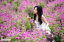 Thích thú check-in cánh đồng hoa bách nhật tím lịm ở Hà Nội