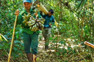 Bỏ cuộc sống tiện nghi ở Thủ đô, 9x về rừng ở ẩn "tự cung, tự cấp"