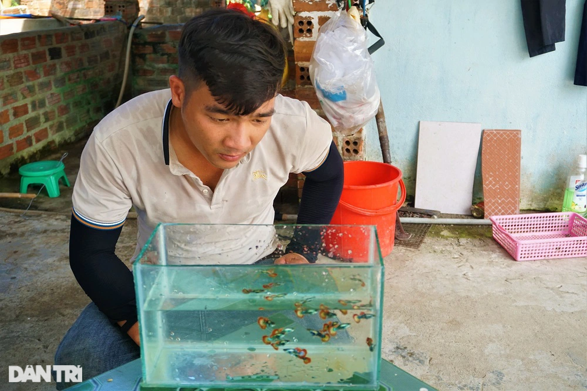 Nuôi cá tiểu thư, công tử đỏng đảnh, trai làng vớt tiền triệu mỗi tháng - 1 Nuôi cá tiểu thư, công tử đỏng đảnh, trai làng vớt tiền triệu mỗi tháng - 1