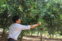 Nông dân điêu đứng vì trồng mắc ca không ra trái