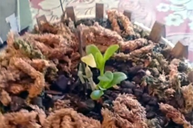 Dân chơi Hưng Yên lên tiếng, 3 mầm lan Bạch tuyết bán 2,2 tỷ đồng