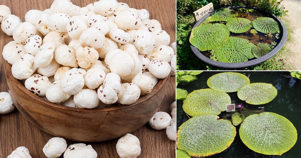 Cư dân mạng bàn tán về loại quả hái lên từ bùn đen, có hạt như hạt lựu - 1 Cư dân mạng bàn tán về loại quả hái lên từ bùn đen, có hạt như hạt lựu - 1