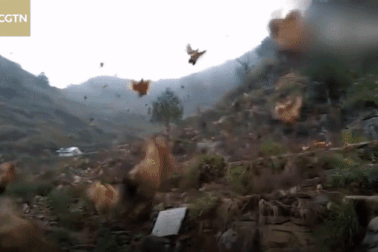 Chủ huýt sáo, cả trăm con gà bay về chuồng chờ ăn