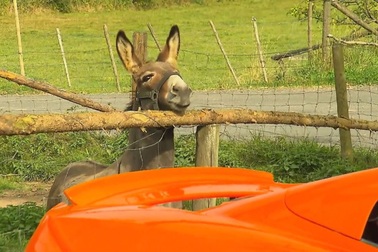 Con lừa ngu ngốc phá siêu xe hơn 6 tỉ vì tưởng là cà rốt khổng lồ