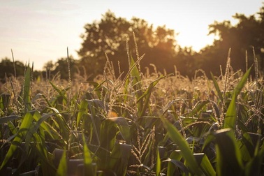 Nghiên cứu khoa học Châu Âu bác bỏ kết luận ngô biến đổi gen gây ung thư