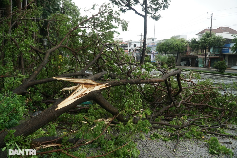Đường phố Đà Nẵng ngổn ngang, cây xanh ngã đổ la liệt sau bão - 1 Đường phố Đà Nẵng ngổn ngang, cây xanh ngã đổ la liệt sau bão - 1