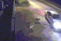 Nam thanh niên đi ô tô bắn điện trộm chó ở TPHCM