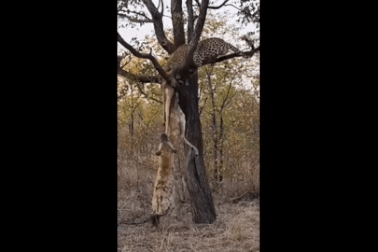 Tham ăn, linh cẩu bị báo hoa mai nhấc bổng lên khỏi mặt đất