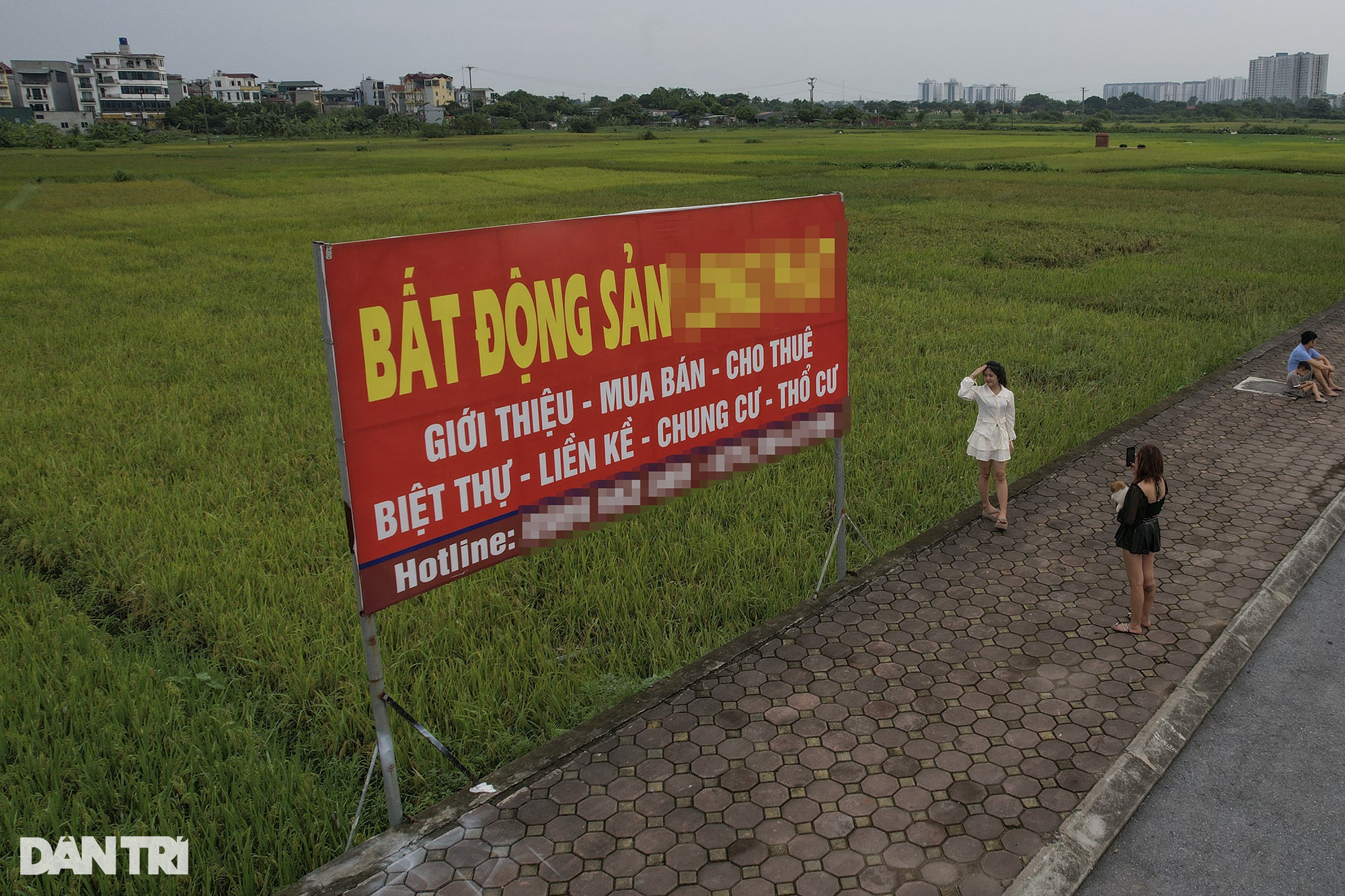 Những mùa lúa cuối cùng vùng ngoại thành Hà Nội - 3