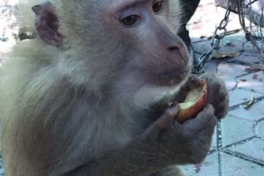 "Giải cứu" 2 cá thể khỉ vàng quý hiếm