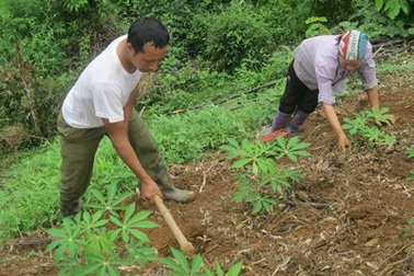 Đa số người trồng rừng vẫn nghèo