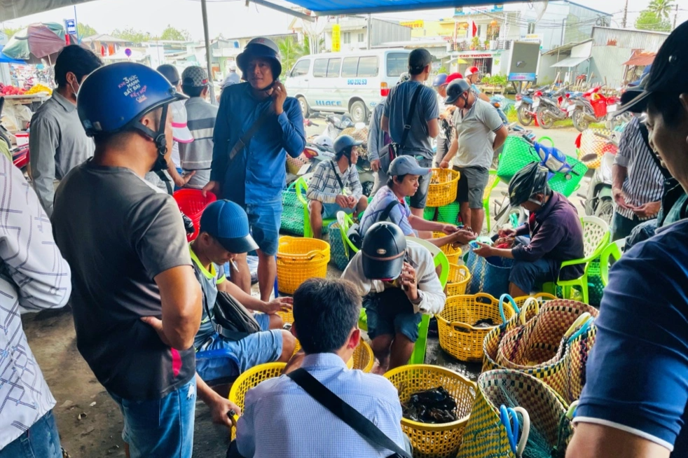 Pasar lelongan ketam yang unik di Barat - 2 Độc lạ chợ đấu giá cua ở miền Tây - 2
