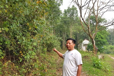 Giả mạo chữ ký chiếm đất rừng người khác!