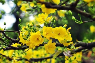 Bài cúng tất niên chiều 30 Tết theo "Văn khấn cổ truyền Việt Nam"