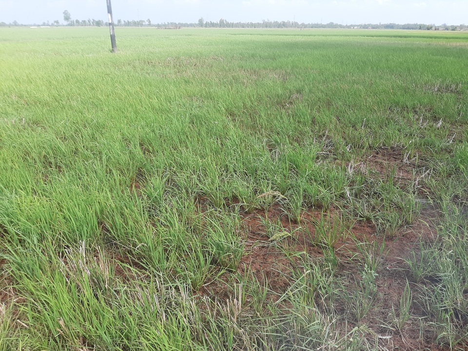 Nông dân Sóc Trăng vẫn đánh cược với trời bất chấp hạn mặn - 5 Nông dân Sóc Trăng vẫn đánh cược với trời bất chấp hạn mặn - 5