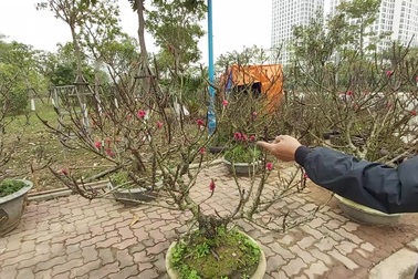 Đào Thất Thốn hàng chục triệu đồng