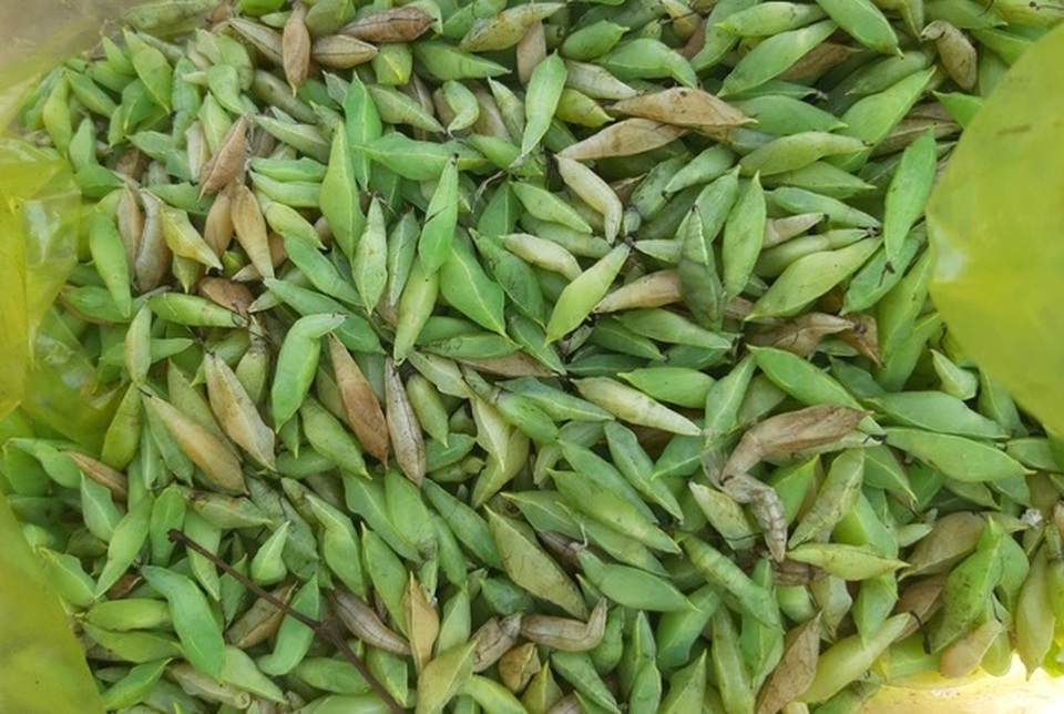 Loạt đặc sản con nhung nhúc, béo tròn, khách vừa ăn vừa sợ - 10