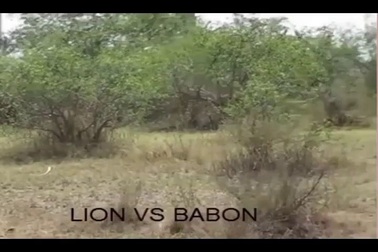 Khoảnh khắc khỉ nhận cái kết đắng khi "hăng máu" truy đuổi sư tử