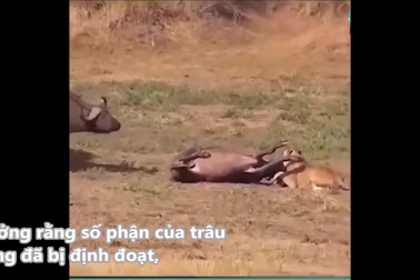 Sức mạnh tập thể giúp trâu rừng thoát khỏi hàm sư tử