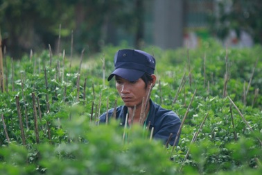 Canh cánh nỗi lo người trồng hoa Tết