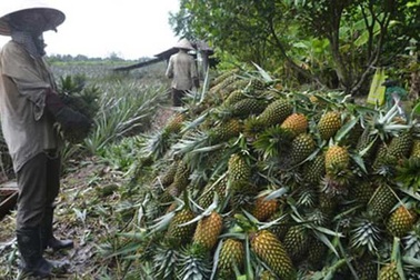 Thương lái Trung Quốc "ào ào" mua dứa xanh