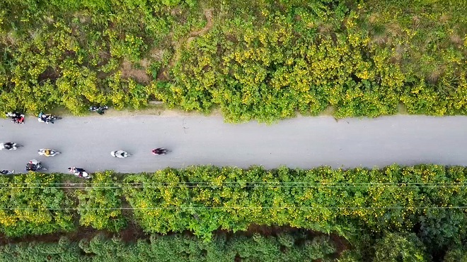 Giới trẻ đua nhau lên núi Ba Vì săn hoa dã quỳ - 8 Giới trẻ đua nhau lên núi Ba Vì săn hoa dã quỳ - 8