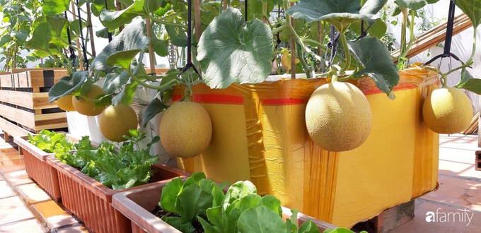 Cô gái trẻ Sài Gòn chia sẻ kinh nghiệm trồng nho trên sân thượng thu hoạch mỏi tay không hết quả - Ảnh 11. Cô gái trẻ Sài Gòn chia sẻ kinh nghiệm trồng nho trên sân thượng thu hoạch mỏi tay không hết quả - Ảnh 11.