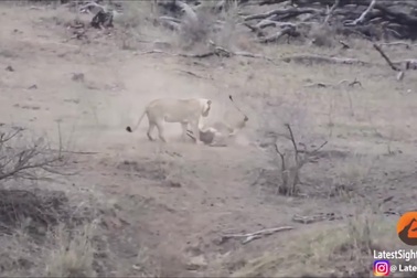 Lợn rừng con thoát chết may mắn nhờ sự ngờ nghệch của sư tử đực