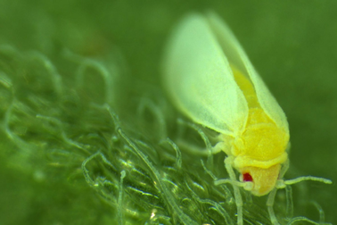 Loài côn trùng kỳ lạ có khả năng ăn cắp DNA từ thực vật