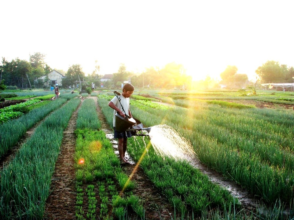Hội An khai trương điểm tham quan làng rau hơn 400 tuổi vào đầu năm mới - 1 Hội An khai trương điểm tham quan làng rau hơn 400 tuổi vào đầu năm mới - 1