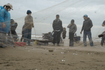 Mỏi tay gỡ cá trích, ngư dân ven biển kiếm tiền triệu mỗi ngày