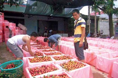 Thương nhân nước ngoài thu mua nông sản gây xáo trộn thị trường
