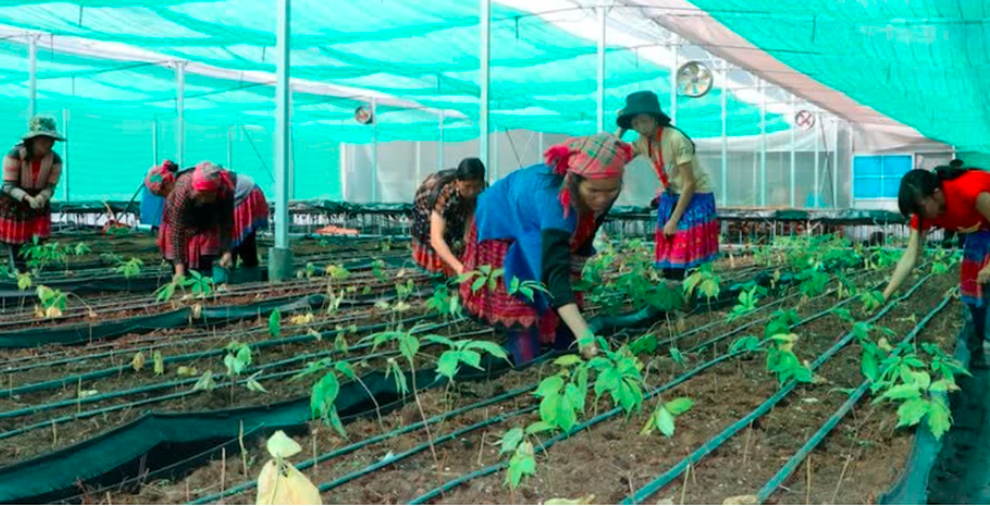 Phụ nữ dân tộc thiểu số phát triển cây dược liệu để thoát nghèo - 1