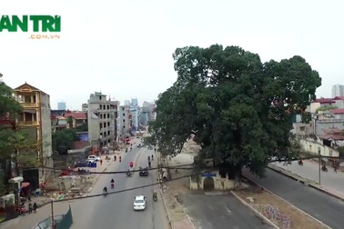 Hà Nội: Cận cảnh cung đường nghìn tỷ "né" cây đa trăm tuổi