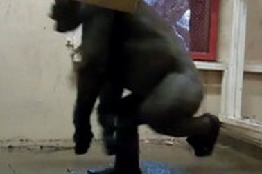 Khỉ đột… nhảy hip-hop gây chú ý trên Youtube