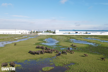 Khu công nghiệp Mỹ Trung ở Nam Định sau hơn thập kỷ xây dựng vẫn bỏ hoang