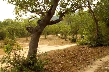 Bình Định: Thiếu đất sản xuất, dân “xin” lại đất dự án treo