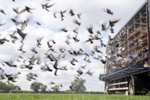 Hàng ngàn chim bồ câu mất tích không dấu vết