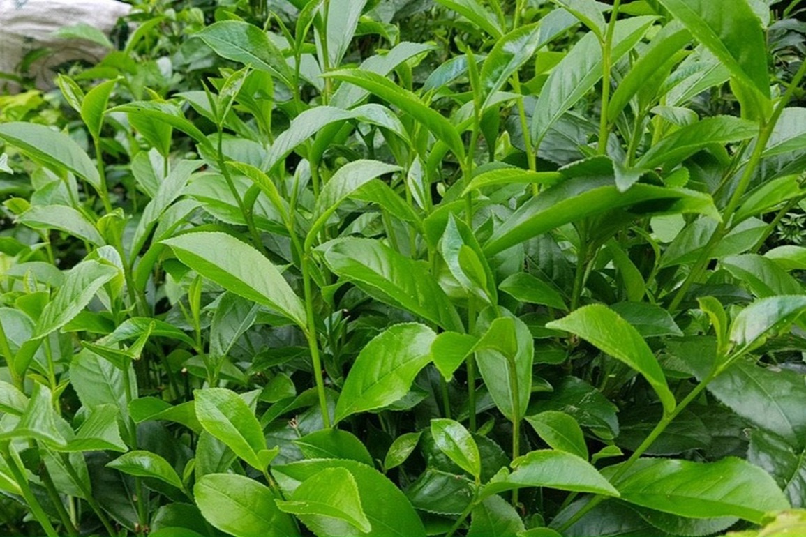 Hành trình bỏ phố về rừng, trồng chè sạch của những người trẻ - 6 Hành trình bỏ phố về rừng, trồng chè sạch của những người trẻ - 6