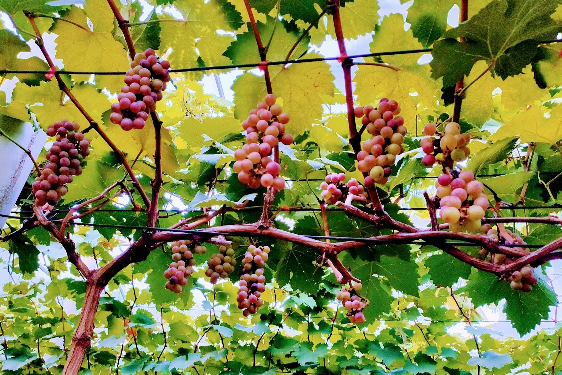 Bij het experimenteren met het telen van buitenlandse druiven kreeg de plukker onverwachte resultaten - 3 Thử nghiệm trồng nho ngoại, ông thợ gặt nhận kết quả bất ngờ - 3